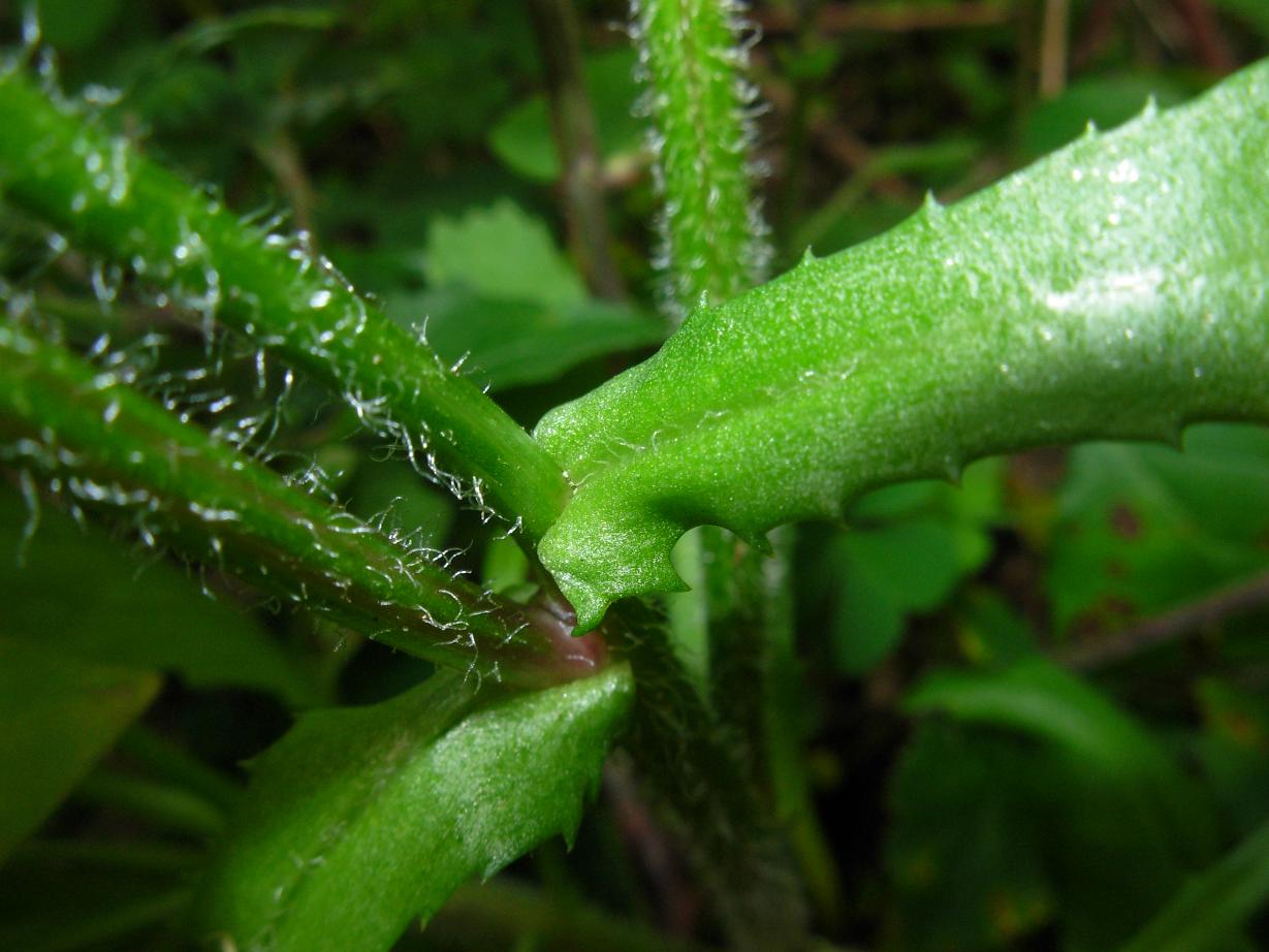 Coleostephus myconis (L.) Rchb. f. / Margherita gialla